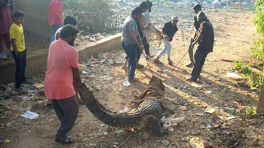 <div class="paragraphs"><p>Residents rescue a crocodile found on Haliyal Road in Dandeli of Uttara Kannada district on Thursday. </p></div>
