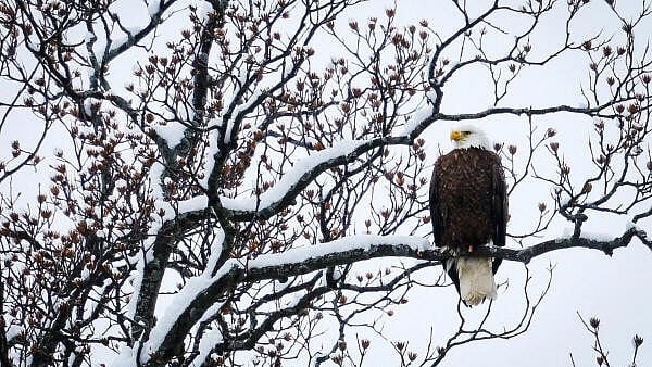 <div class="paragraphs"><p>A bald eagle perches on a branch covered in snow during a winter storm in Nyack, New York, US.</p></div>