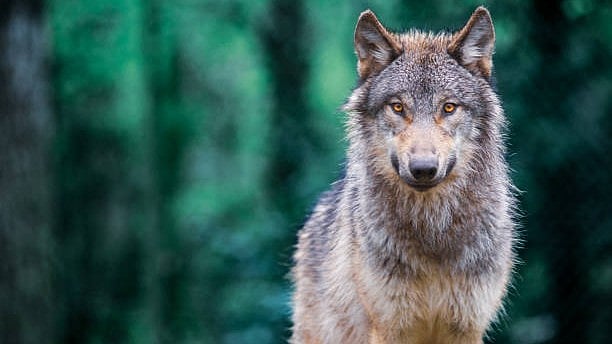 <div class="paragraphs"><p>Representative image of a wolf.</p></div>