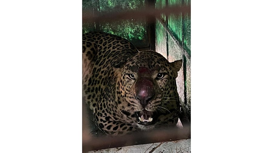 <div class="paragraphs"><p>Injured Leopard, rescued at Budahalli village of T Narsipur taluk of Mysuru district on Thursday. </p></div>