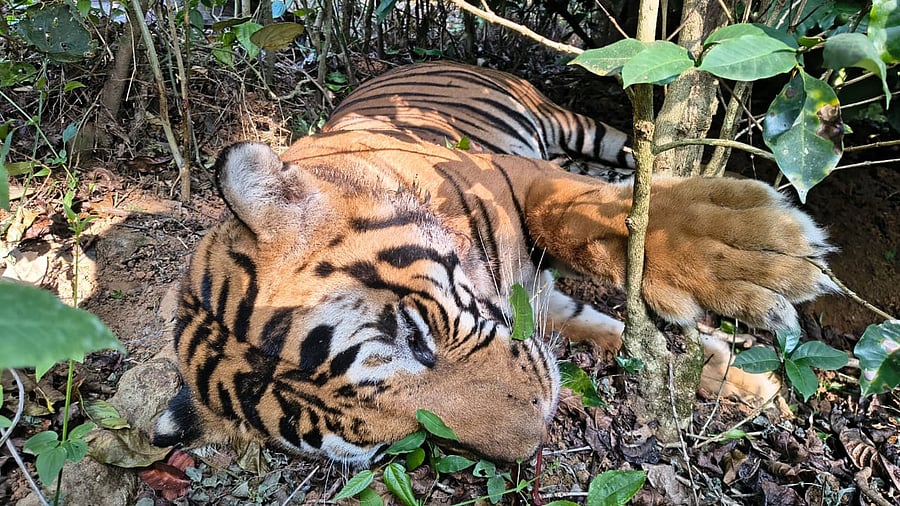 <div class="paragraphs"><p>Carcass of the 8-year-old male tiger.</p></div>
