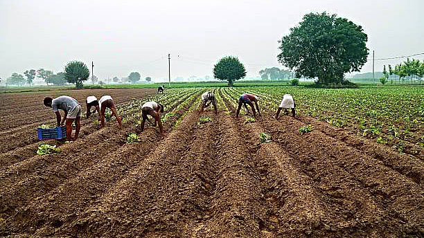 <div class="paragraphs"><p>Representative image of farmers.</p></div>