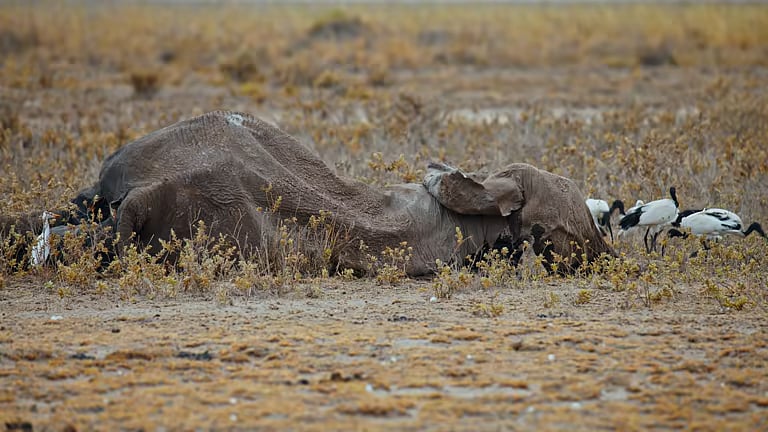 <div class="paragraphs"><p>Representative image of a dead elephant.</p></div>