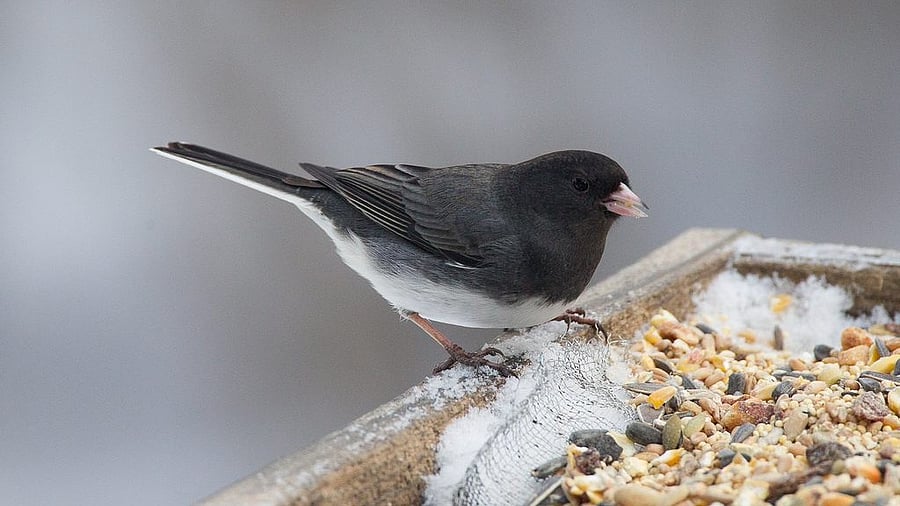 <div class="paragraphs"><p>Dark-eyed Junco.</p></div>