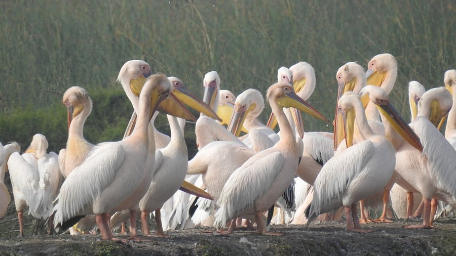 <div class="paragraphs"><p>The AWC will help to monitor the migratory waterbirds.</p></div>