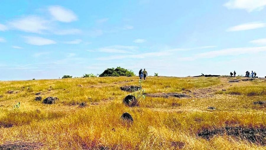 <div class="paragraphs"><p>A representative image of grasslands.</p></div>