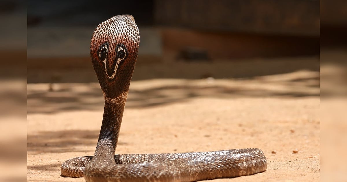 Tamil Nadu Crime: Sons Use Snakes to Kill Father for Insurance