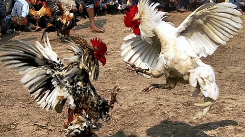 <div class="paragraphs"><p>Representative image of a cockfight.</p></div>
