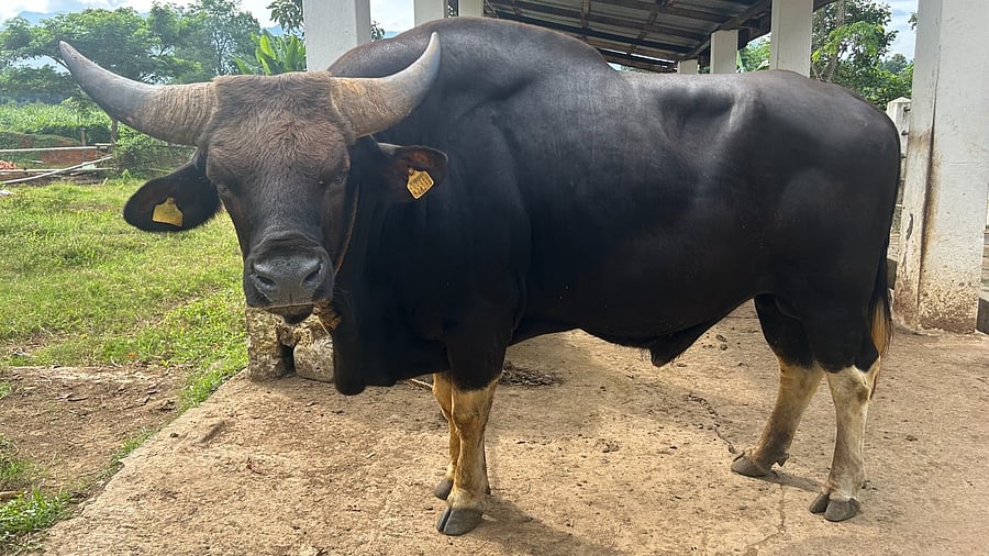 <div class="paragraphs"><p>Credit: ICAR-National Research Centre on Mithun, Nagaland.</p></div>