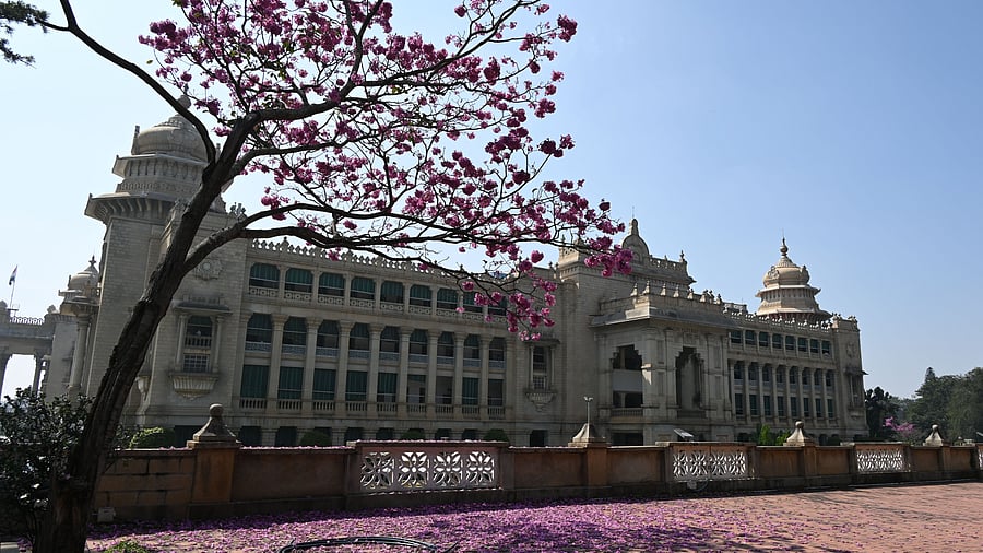 <div class="paragraphs"><p>A view of Vidhana Soudha looks deserted and Tabebuia rosea in full bloom in the campus, while on going winter session of Karnataka legislature at Suvarna Soudha in Belagavi, in Bengaluru on Monday. </p></div>
