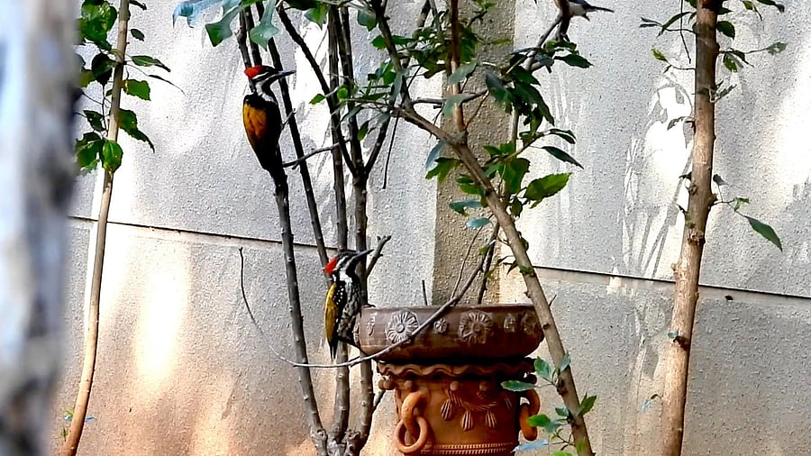 <div class="paragraphs"><p>Black-rumped flameback woodpecker spotted in the backyard of a house in Bengaluru. </p></div>
