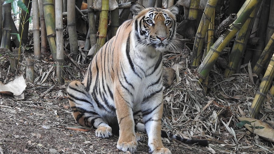 <div class="paragraphs"><p>Tigress Thayamma.</p></div>