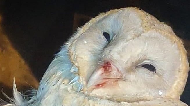 On Wednesday, Praveen Bose rescued an owl that was attacked by a cat near BEL Circle.