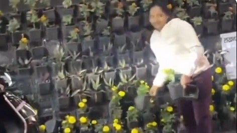 <div class="paragraphs"><p>Screengrab of video capturing people stealing flowerpots.&nbsp;</p></div>