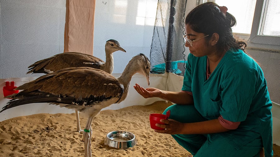 <div class="paragraphs"><p>The Great Indian Bustard (GIB) case highlighted the need to balance species protection with climate action, leading to a judicial rights-based approach to climate change. In pic, a researcher feeds two GIB chicks at a conservation centre in Rajasthan. </p></div>