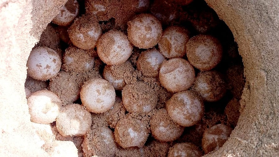 A nest with 94 eggs of Olive Ridley turtles at the shore near Bada in Kumta taluk, Uttara Kannada district.