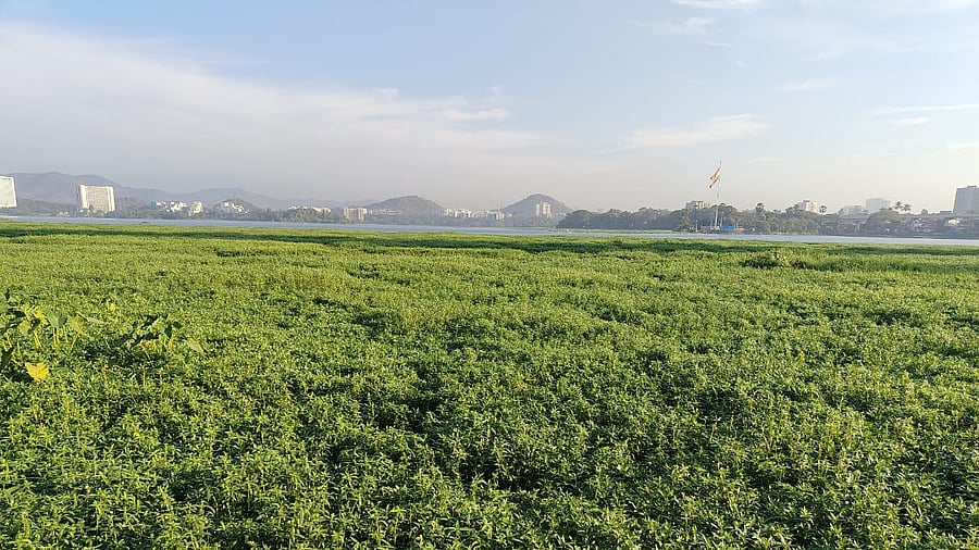 <div class="paragraphs"><p>Hyacinth once again carpeting large swathes of the 210-hectare Powai lake in Mumbai.</p></div>