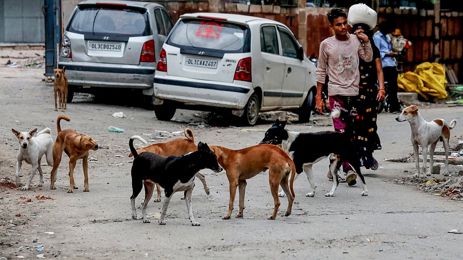 <div class="paragraphs"><p>File photo of stray dogs for representational purpose.</p></div>