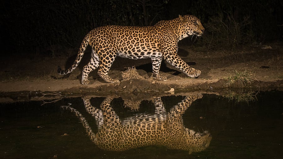 A leopard captured on a camera trap in Mysuru district. Photo by Pruthvi B