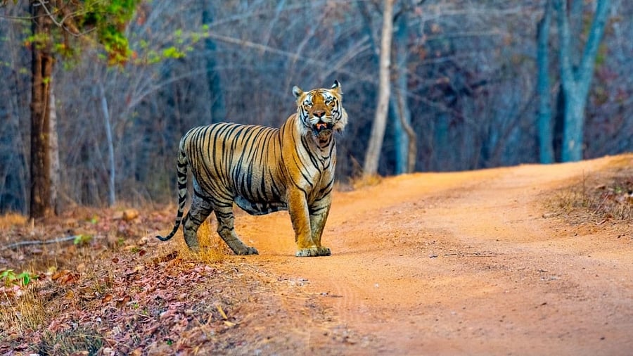 Karnatakareported three incidents of unnatural deaths of tigers in 2025.