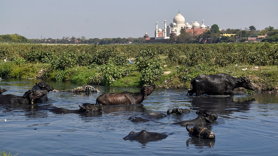 <div class="paragraphs"><p>Agra: Buffalos take dip in the polluted water of a drain that merges into the Yamuna river near the Taj Mahal, in Agra, Wednesdat, March 19, 2025. The Supreme Court has directed that the discharge of dirty drains into the river be stopped immediately. </p></div>