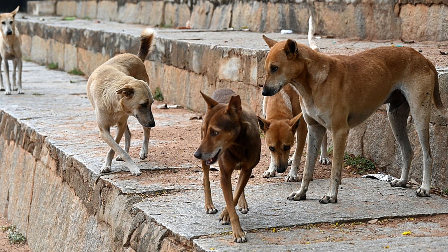 <div class="paragraphs"><p>A representative image.</p></div>