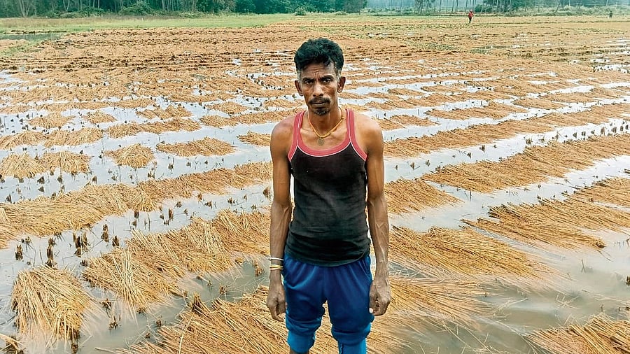Paddy crop submerged in rainwater at Nelamakanahalli in Malavalli taluk in Mandya district. DH Photo