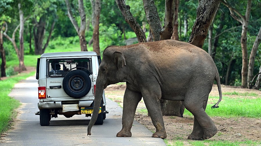 <div class="paragraphs"><p>The Bannerghatta Biological Park. </p></div>