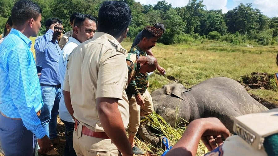 <div class="paragraphs"><p>Forest Department officials inspecting the two elephants electrocuted at Sulegali village in Khanapur taluk in Belagavi district coming under Nagaragali forest range. (Image for representation)</p></div>
