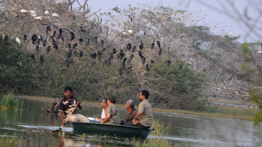 Bird watchers from across Karnataka participate in the bird census exercise carried out at the Ankasamudra bird sanctuary at Hagaribommanahalli in Vijayanagara district on Saturday.