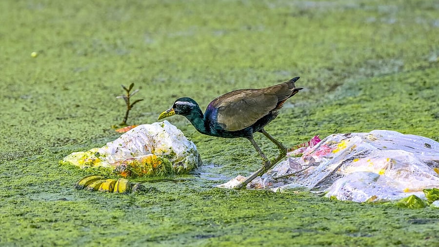 <div class="paragraphs"><p>A bronze-winged jacana stands atop a plastic bag littering a pond in Nadia district, West Bengal.</p></div>