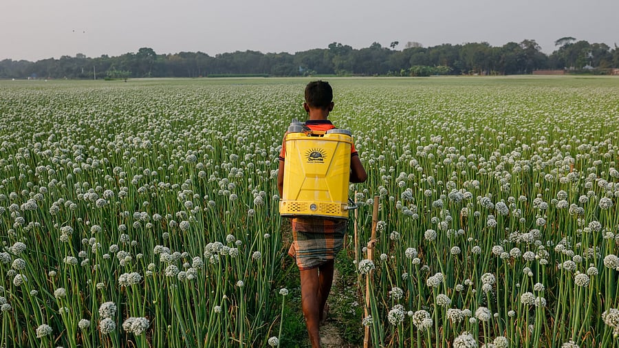 <div class="paragraphs"><p>A worker carries an electronic spray machine to spray insecticide.</p></div>