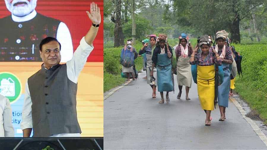 <div class="paragraphs"><p>Assam CM Himanta Biswa Sarma and and image of tea garden workers.</p></div>