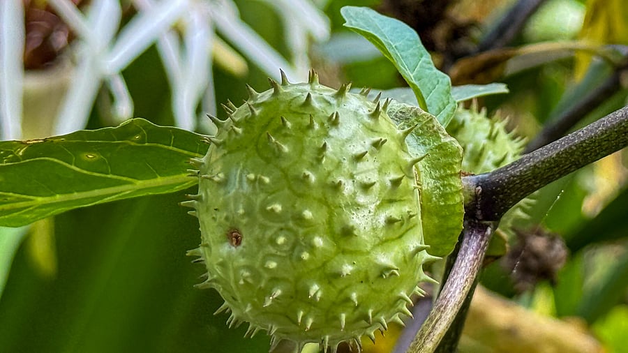 <div class="paragraphs"><p>A representative image.</p></div>