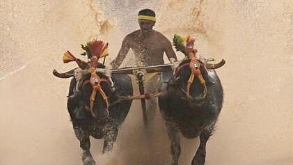 <div class="paragraphs"><p>Kambala</p></div>