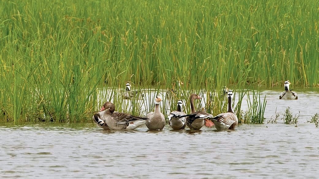 Bar-Headed Geese Leave Gadag’s Magadi Lake Early