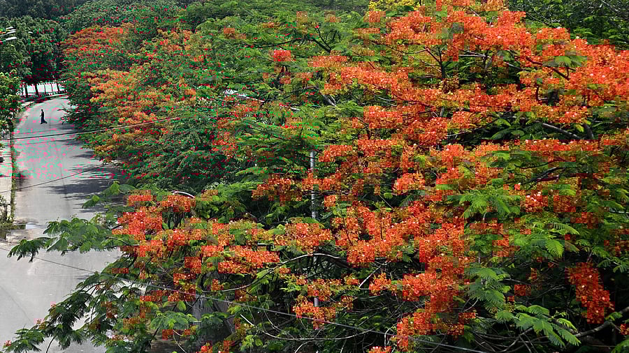 <div class="paragraphs"><p>A view of Outer Ring Road in Bengaluru</p></div>