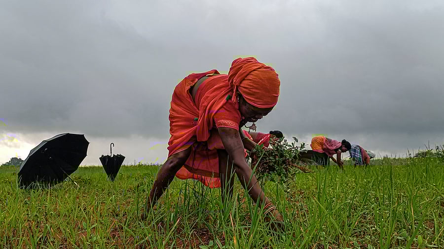 <div class="paragraphs"><p>Bastar: Women farmers work in a field, in Bastar district.</p></div>