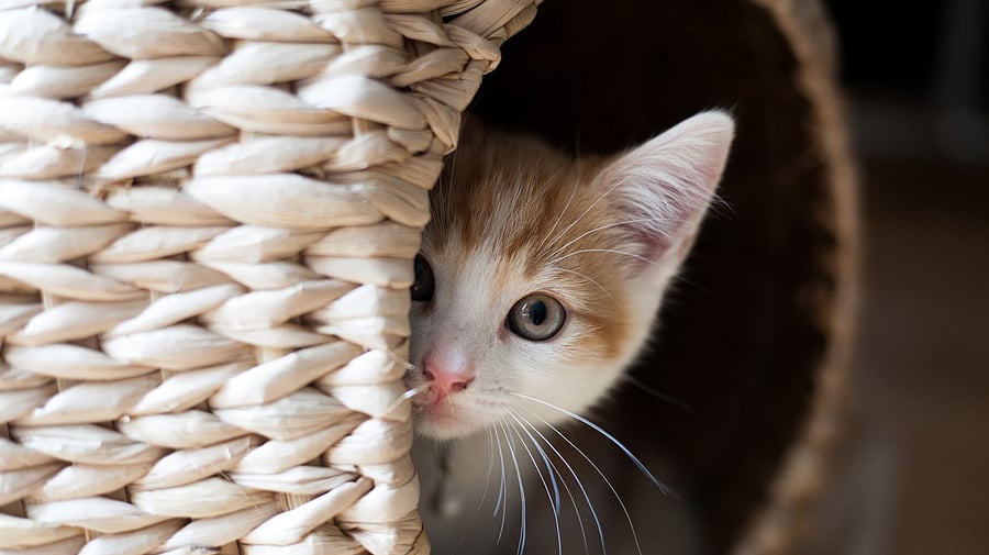 <div class="paragraphs"><p> Cat peeking out of a  pod</p></div>