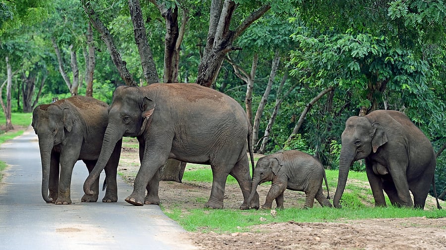 <div class="paragraphs"><p>Bannerghatta: CEC flags eco sensitive zone violation, suggests restoration</p></div>