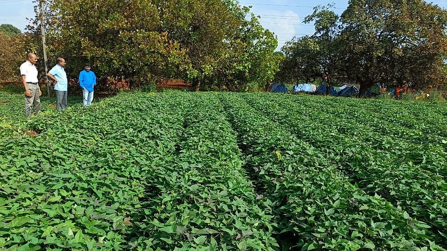 A view of a sweet potato farm. Photo courtesy: AICRP TC Centre 