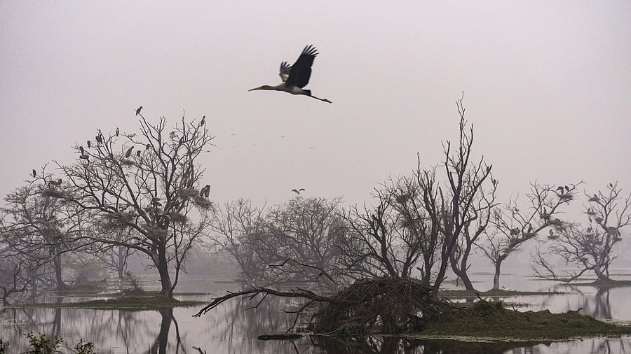 <div class="paragraphs"><p>A flock of birds perches on a tree branch at the Bharatpur Bird Sanctuary, in Bharatpur, Rajasthan</p></div>