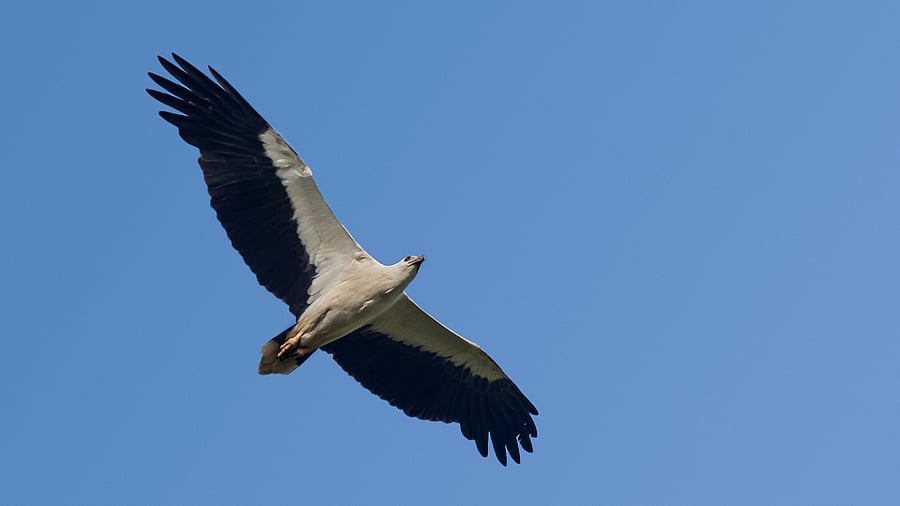 <div class="paragraphs"><p>The mascot of this year’s Hakki Habba is the White-Bellied Sea Eagle. Image of the bird for representational purposes.&nbsp;</p></div>