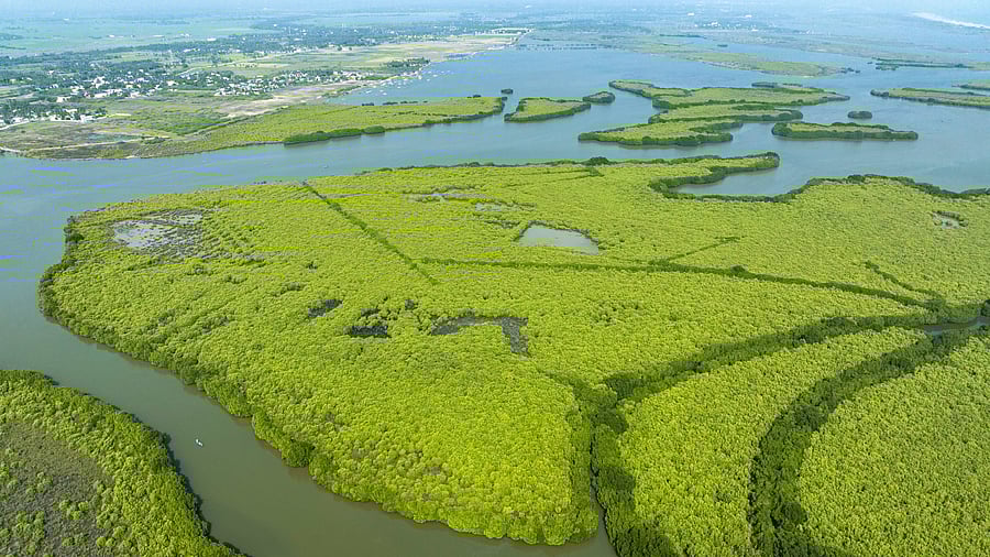 <div class="paragraphs"><p> Pichavaram Mangrove forests</p></div>