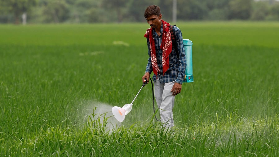 <div class="paragraphs"><p>A farmer, sprays pesticides in a paddy field on the outskirts of Ahmedabad.</p></div>
