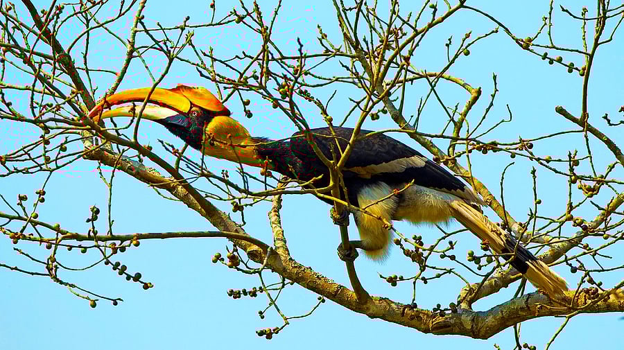 <div class="paragraphs"><p>Representative image showing hornbill</p></div>