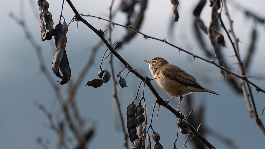 <div class="paragraphs"><p>At a bird walk organised by BWFCB on Sunday, participants spotted a booted warbler. </p></div>