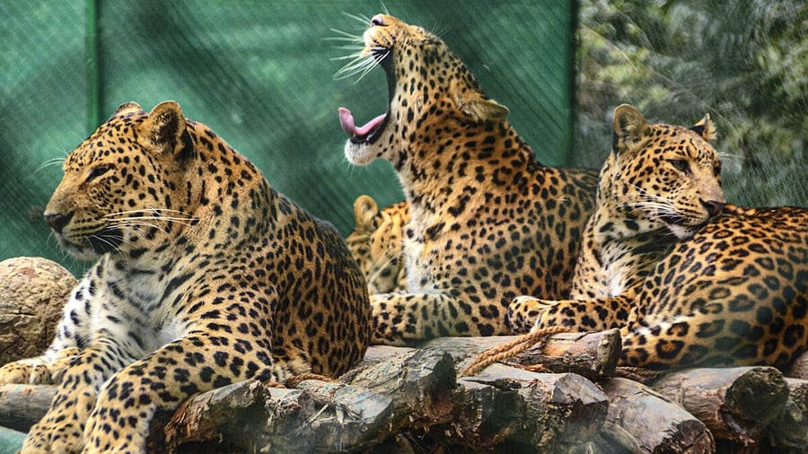 <div class="paragraphs"><p>Leopards Neelam, Tony, Pitambari, and Jerry rest at their enclosure on a cold winter day, at the Nawabganj Zoological Park, in Kanpur, Uttar Pradesh</p></div>