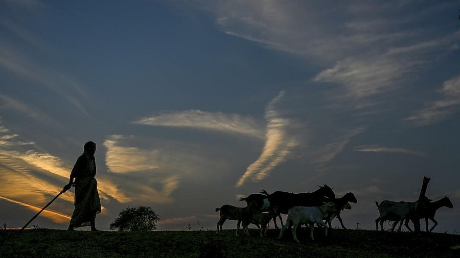 <div class="paragraphs"><p>A herder proceeds with its livestock during sunset, in Nadia, West Bengal</p></div>