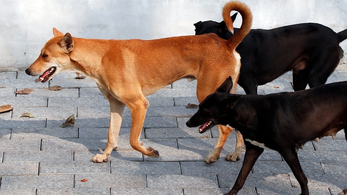 Gujarat Government's Controversial Directive: Teachers Tasked with Stray Dog Census